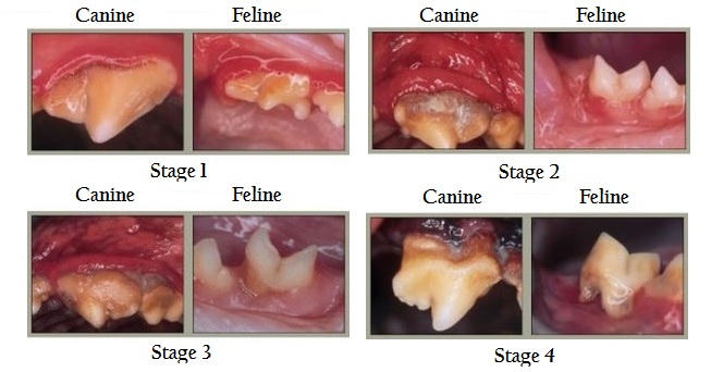 dental disease in dogs national pet dental month dental disease in dogs national pet dental month